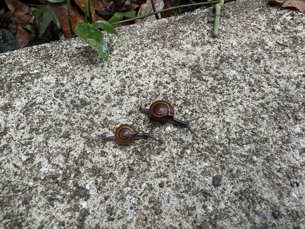 snails